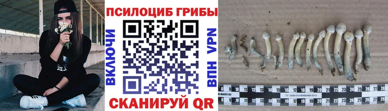Псилоцибиновые грибы мицелий  купить наркотики цена  сайты даркнета наркотические препараты  Володарск 